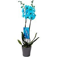 Los mejores  - Orquídea de Botanicly – Orquídea mariposa – Altura: 75 cm- 2 brotes – Phalaenopsis